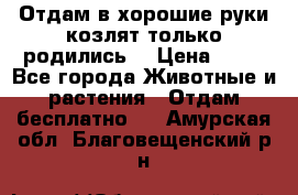 Отдам в хорошие руки козлят.только родились. › Цена ­ 20 - Все города Животные и растения » Отдам бесплатно   . Амурская обл.,Благовещенский р-н